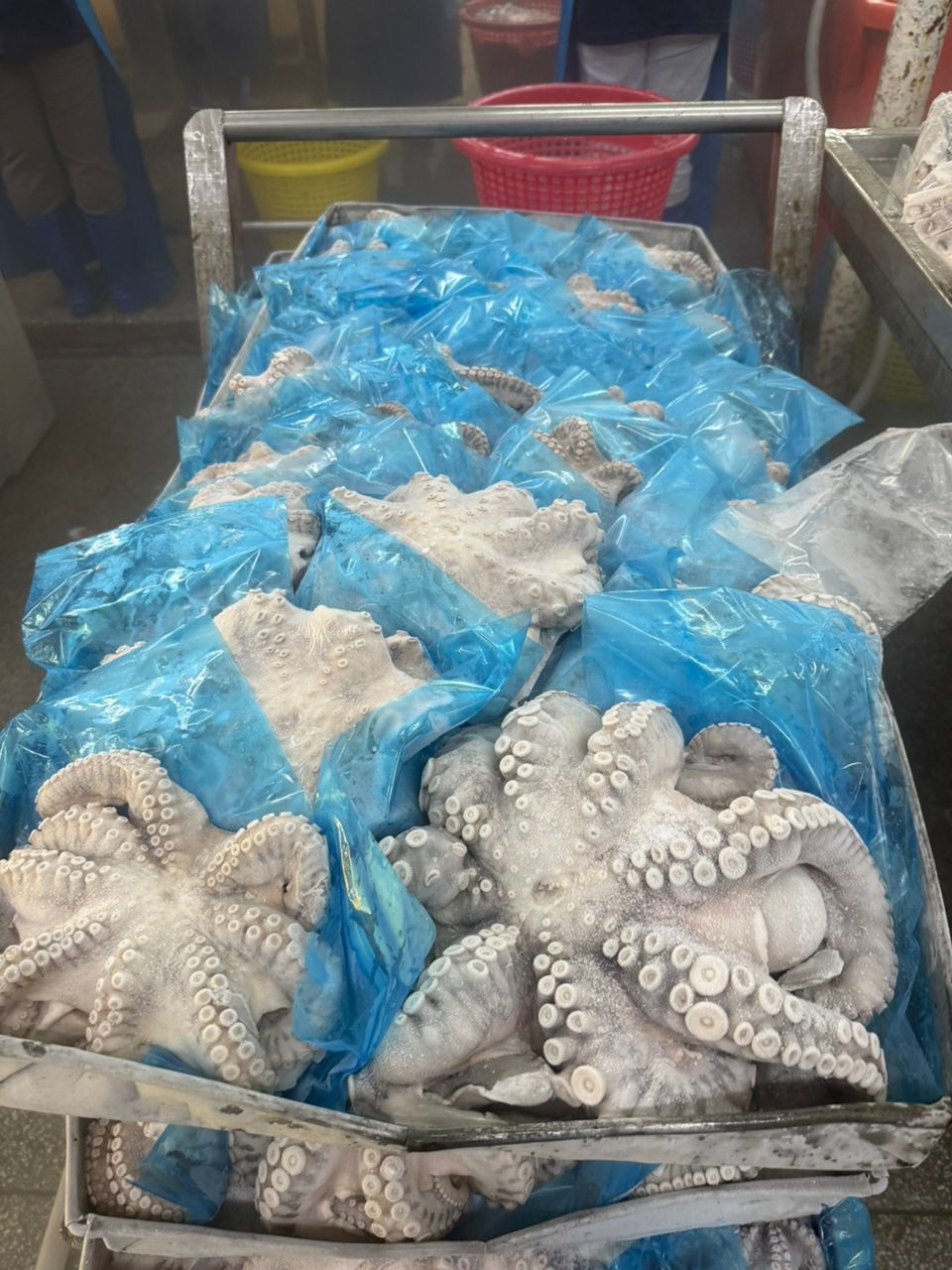 IQF whole octopus, bagged and tray-stacked for cold chain.