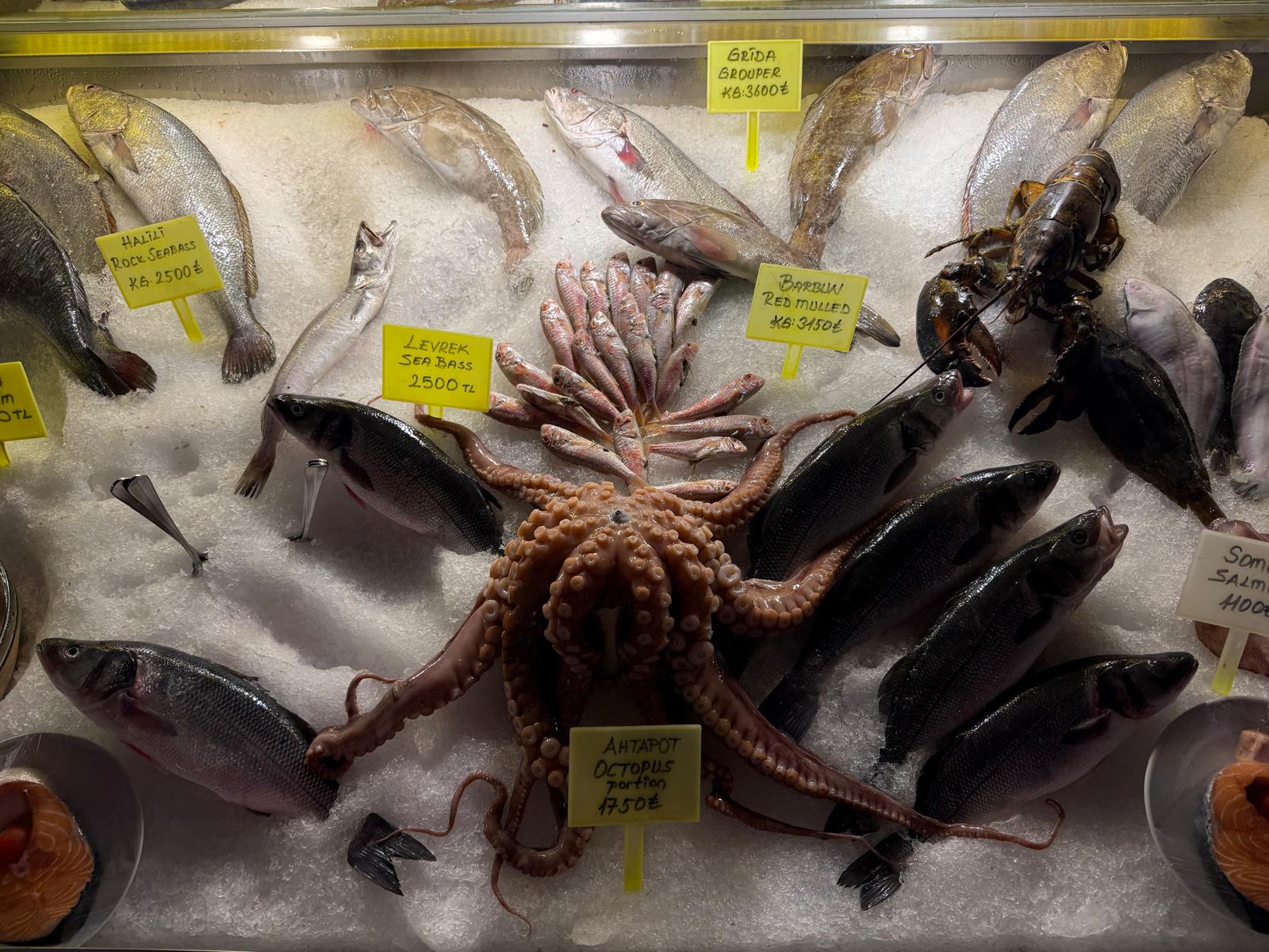 Whole octopus, sea bass, grouper and red mullet displayed on ice.