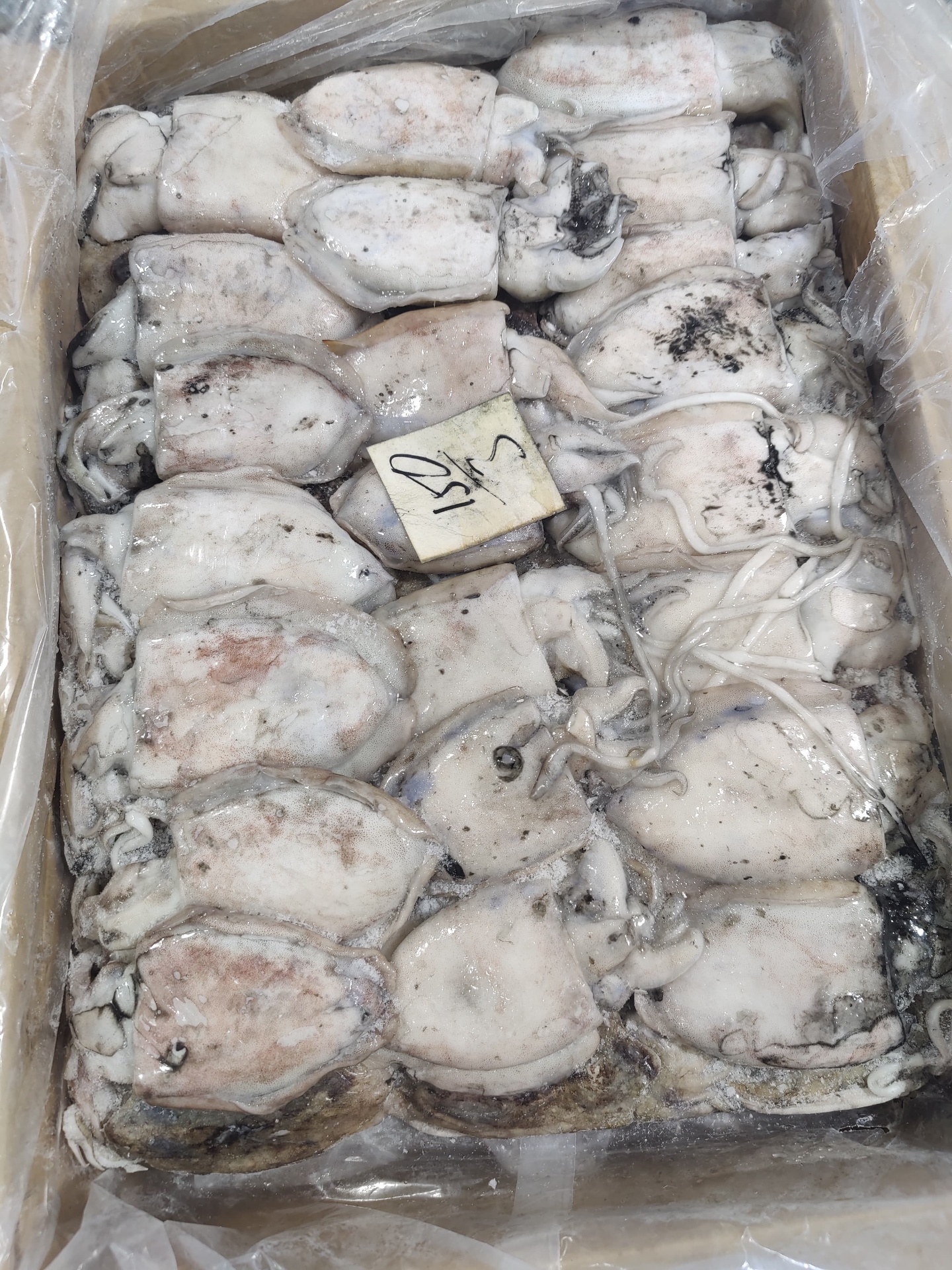 Whole cuttlefish, size 15/20 — bulk pack.