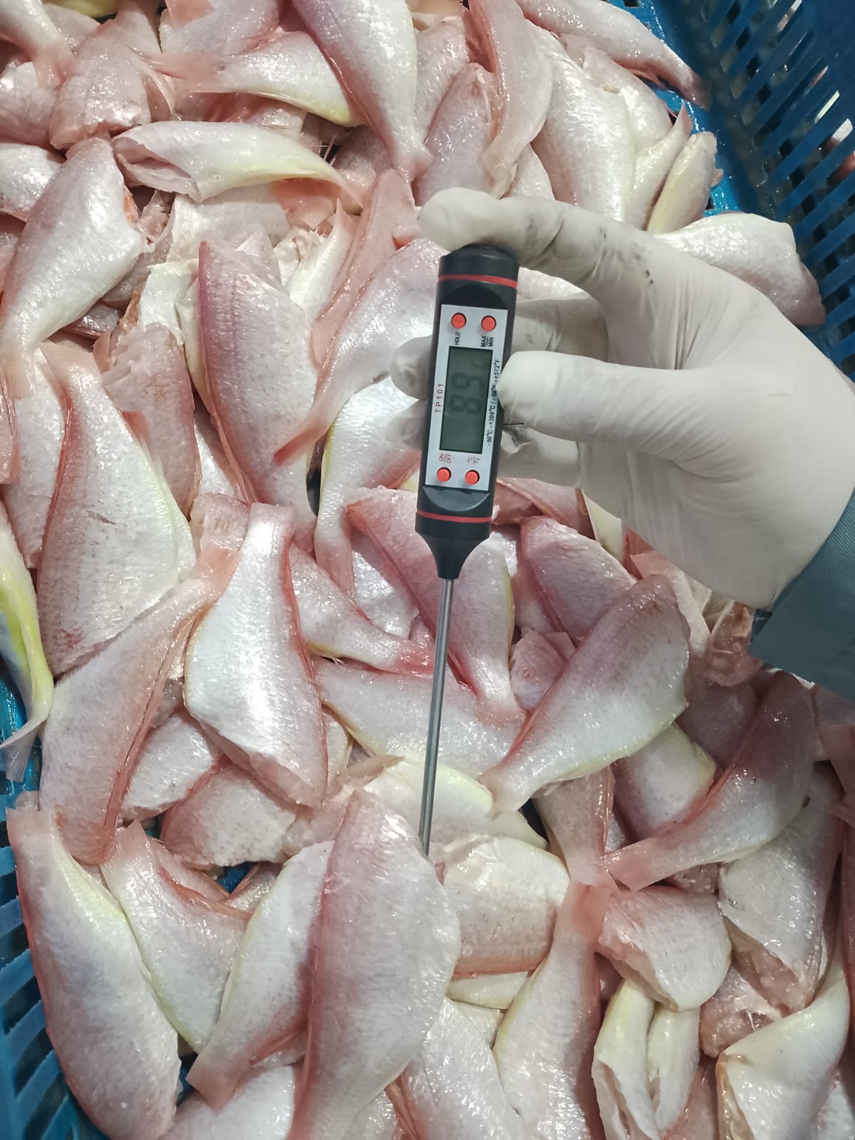 JBT fish — graded and processed for export-ready orders.