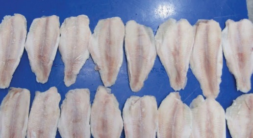 Graded basa fillets on the processing line.