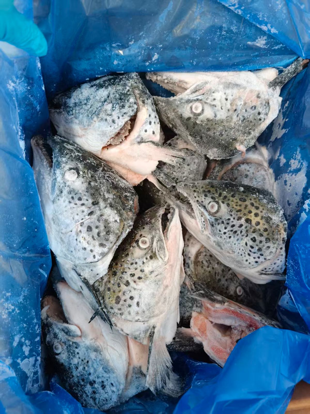 Frozen Norway Atlantic salmon heads — bulk pack for wholesale.