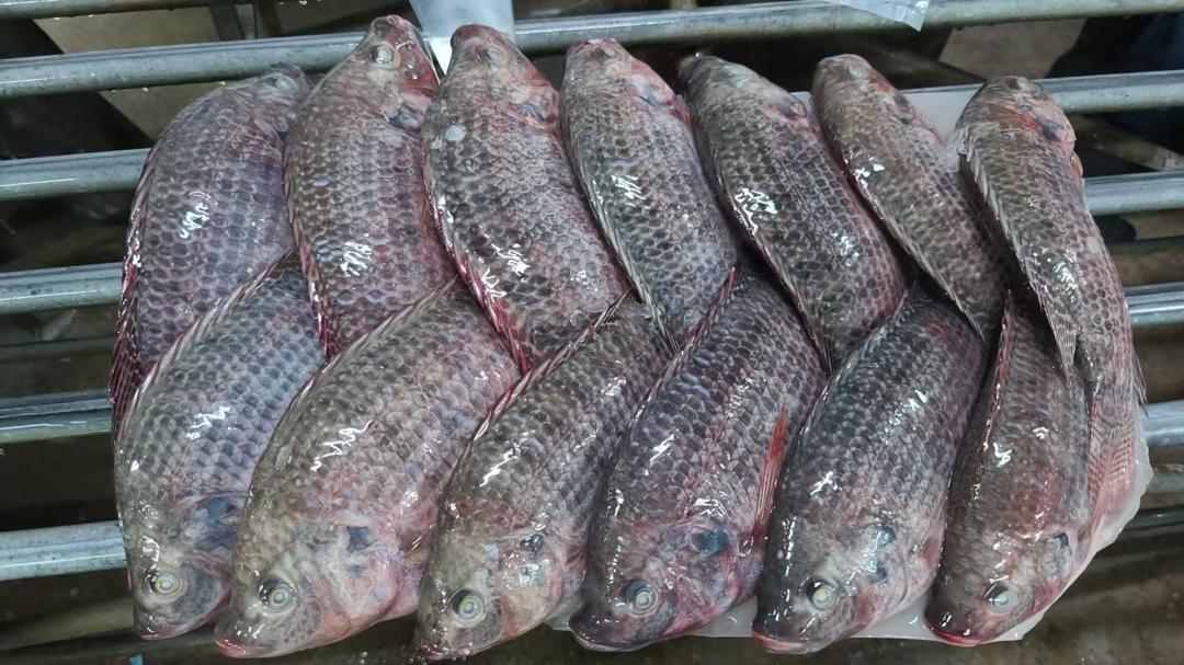 Fresh whole tilapia lined up post-grading.